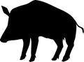 Black silhouette of European wild boar Sus scrofa